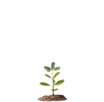 KOKAI Academy Tree 1