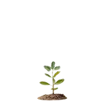 KOKAI Academy Tree 1