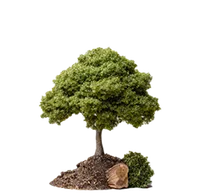 KOKAI Academy Tree 3